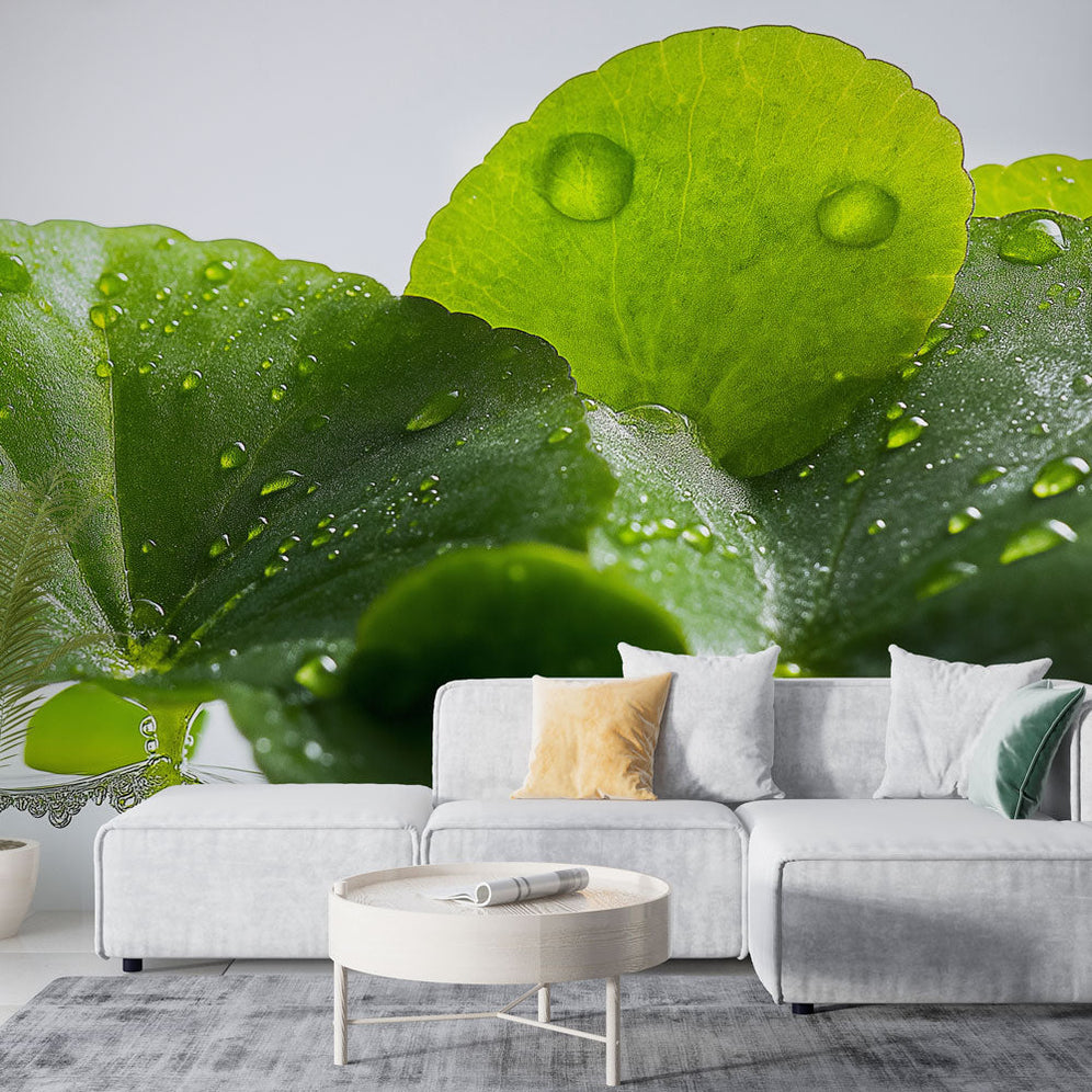 Papier peint mural Gouttes de pluie sur feuille élégance nature