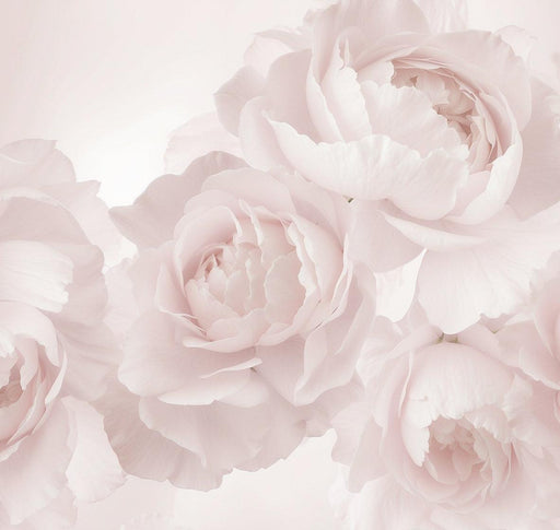 Large Flower Mural Wallpaper | Roses