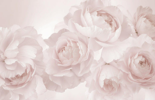Large Flower Mural Wallpaper | Roses