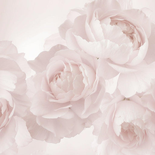 Large Flower Mural Wallpaper | Roses