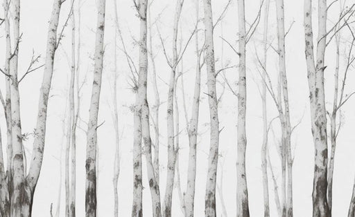 Birch Mural Wallpaper | Subtly Toned Forest