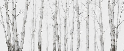 Birch Mural Wallpaper | Subtly Toned Forest