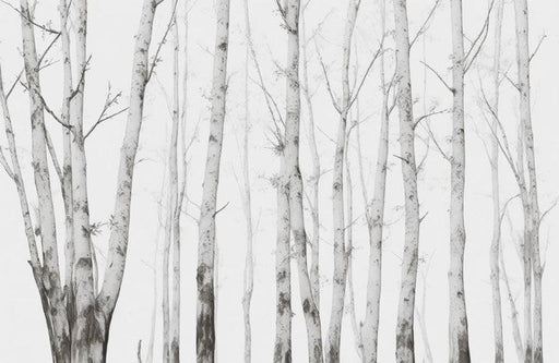 Birch Mural Wallpaper | Subtly Toned Forest