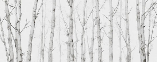 Birch Mural Wallpaper | Subtly Toned Forest