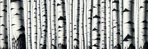 Birch Mural Wallpaper | Black and White Birch Trunk