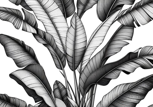 Black and White Foliage Mural Wallpaper | Banana Leaf Design on White Background