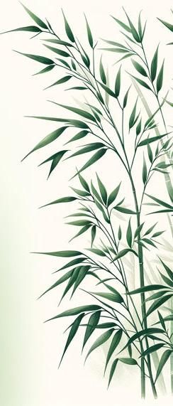 Bamboo Mural Wallpaper | Green, Massive, and Leafy Bamboo Forest