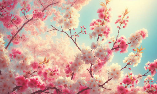 Japanese Cherry Blossom Mural Wallpaper | Realistic Pink and White Flowers with Blue Sky