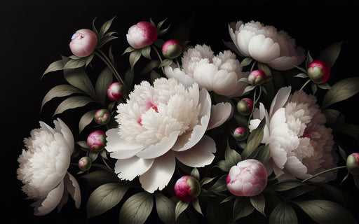 Peony Mural Wallpaper | Black Background with Open White Flowers