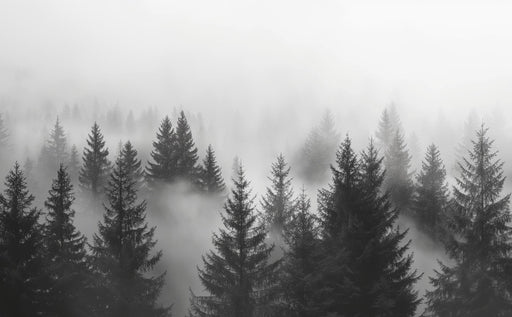 Pine Forest and Mist Mural Wallpaper | Black and White Monochrome