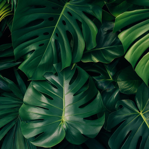 Monstera Mural Wallpaper | Large Green Toned Leaves