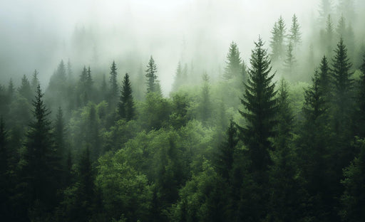 Pine Tree Mural Wallpaper | Nordic Forest and Mist