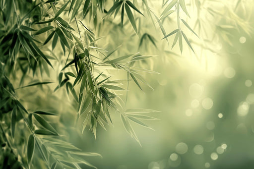 Zen Wallpaper | Bamboo in the Morning Light