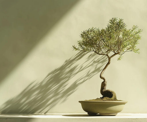 Zen Wallpaper | Bonsai and Shadow Mural Wallpaper