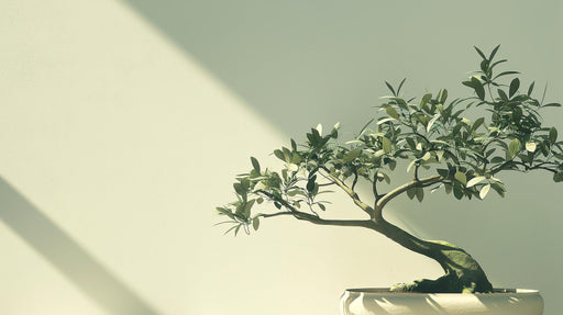 Zen Wallpaper | Bonsai on Olive Green Background