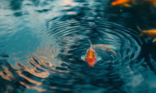 Zen Wallpaper | Koi Carp and Water Ripples