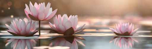 Zen Wallpaper | Lotus in Light