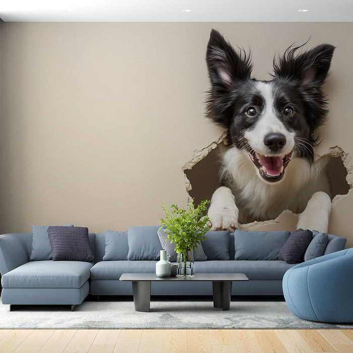 Tapet border collie | 3D kommer ut ur väggen