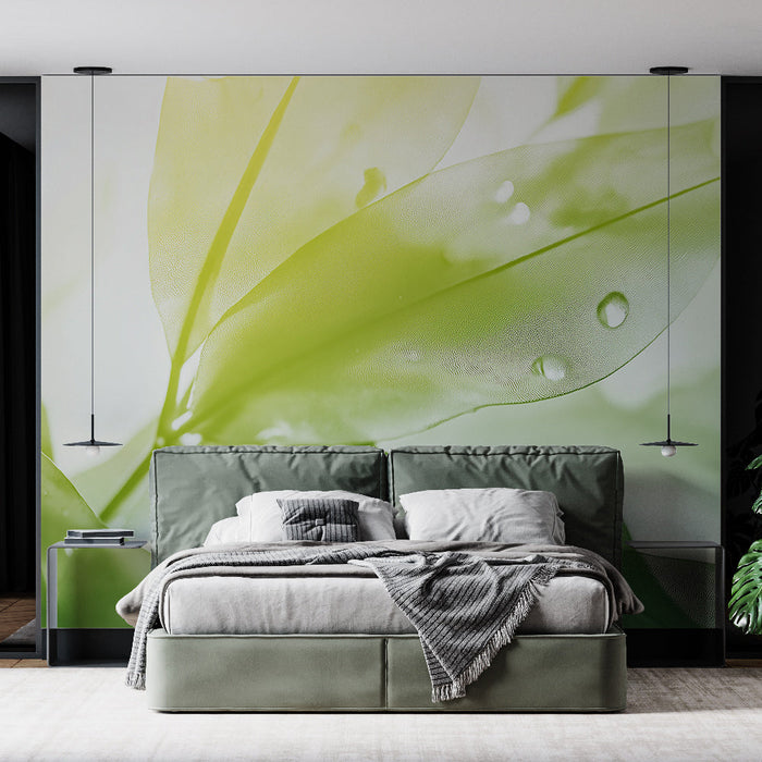 Fototapet blader | Gjennomsiktighet og vanndråpe