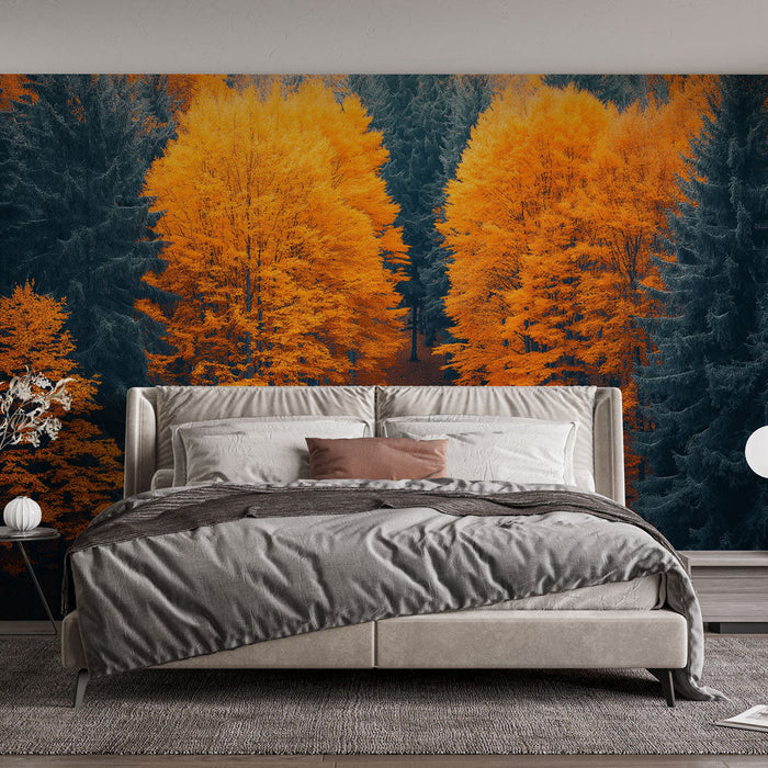 Tapete jesenja šuma | Drveće s narandžastim i duboko crnim lišćem