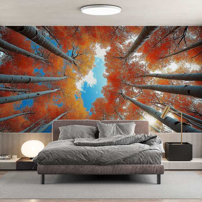 Ταπετσαρία τοιχογραφίας φύση | Κορυφές δέντρων με πορτοκαλί φύλλα κάτω από έναν μπλε ουρανό