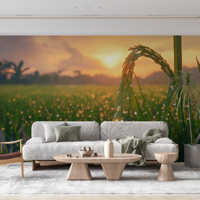 Falfestmény tapéta rizs táj | Rizsföld napkeltekor harmatcseppekkel