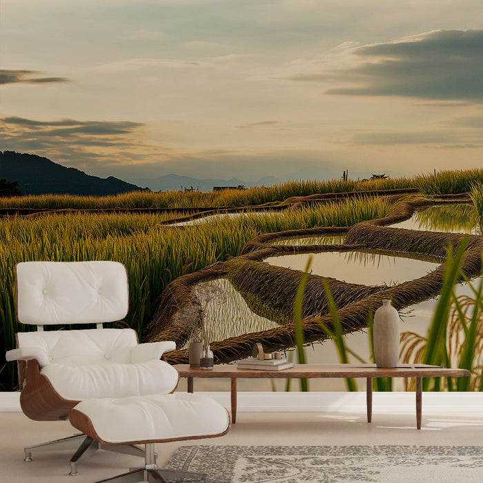 Tapetti maisema riisipelloista | Terassoidut riisipellot auringonlaskun aikaan