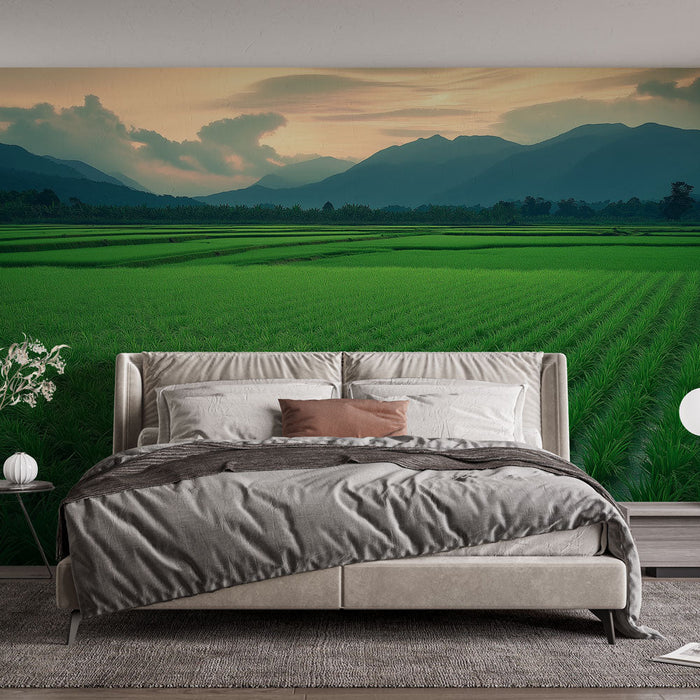 Ταπετσαρία τοπίου από χωράφια ρυζιού | Πλούσια πράσινα χωράφια ρυζιού στο ηλιοβασίλεμα