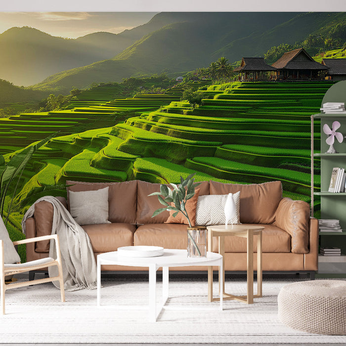 Pejzaži tapeta rižinih polja | Bujna zelena rižina polja pod blagim sunčevim svjetlom