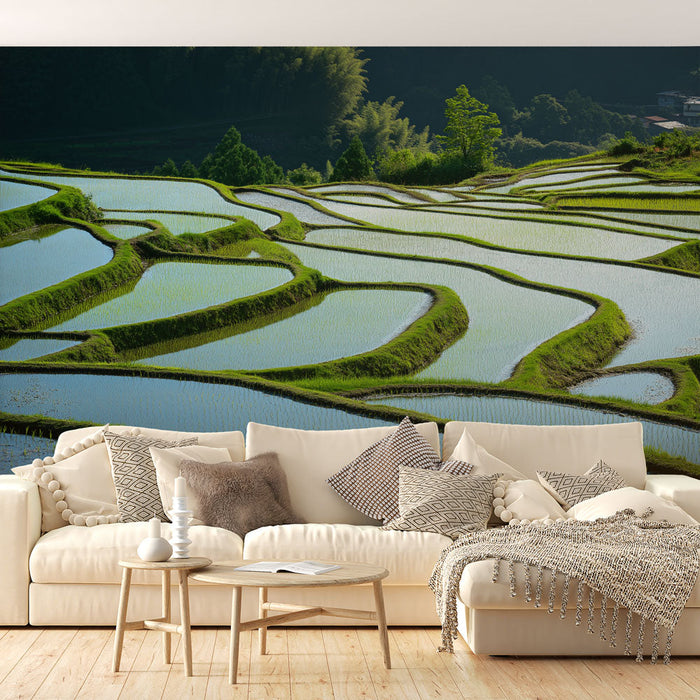 Fototapet pirinç tarlaları | Işıkta yıkanmış basamaklı pirinç tarlaları deseni
