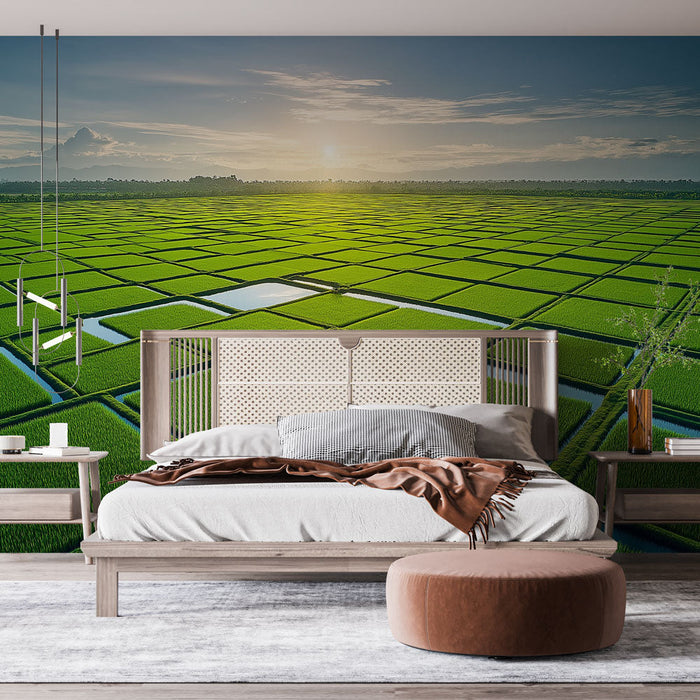 Tapetti riisipellot | Laajat vihreät riisipellot kirkkaan taivaan alla