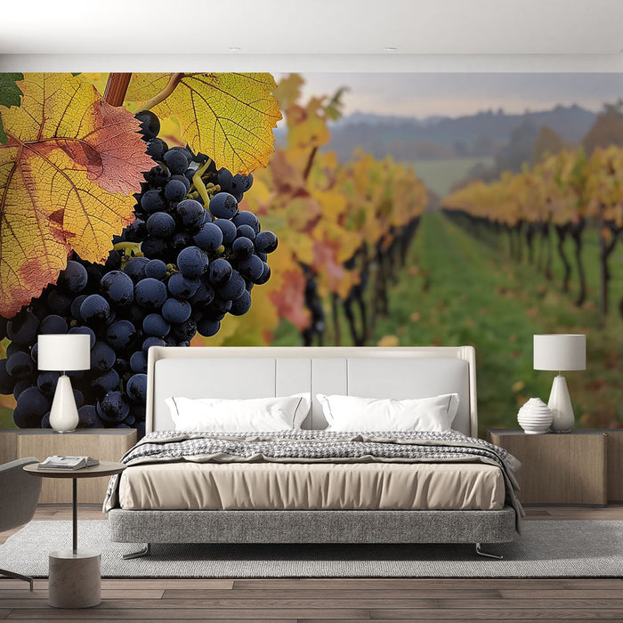 Fototapet vinstokker | Modne svarte druer i en vingård om høsten